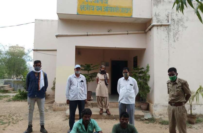 National bird peacock hunted in Dharana, two accused arrested धारणा की सरहद में राष्ट्रीय पक्षी मोर का शिकार, दो आरोपी गिरफ्तार