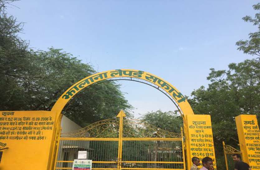 झालाना लेपर्ड सफारी में बढ़ रहा लेपर्ड का कुनबा झालाना लेपर्ड सफारी में बढ़ रहा लेपर्ड का कुनबा