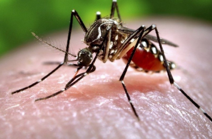 zika virus Maharashtra Zika Virus : महाराष्ट्र के पुणे में मिला पहला केस, केरल में आए 63 मामले सामने