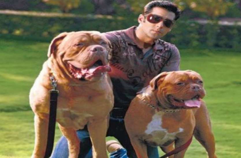 Bollywood Celebrities With Pet Dog - Gadget Clock