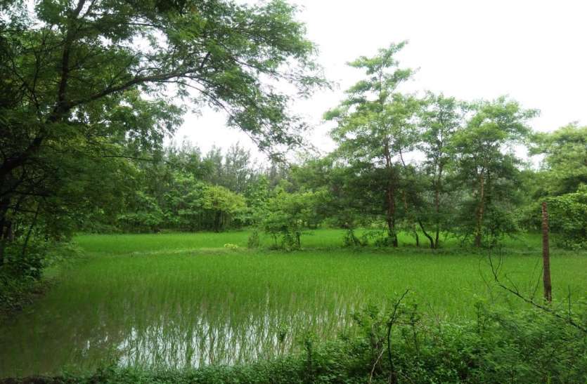 लगातार बारिश के दौर से किसान खुश-खुशहाल लगातार बारिश के दौर से किसान खुश-खुशहाल