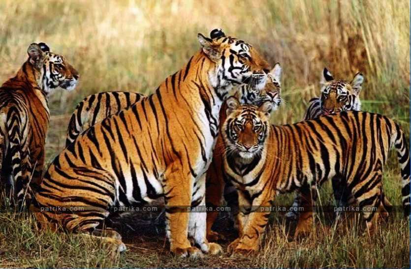 tigers_area.jpg बाघ संरक्षण क्षेत्रों के प्रबंधन में मध्यप्रदेश फिर होगा टॉप पर
