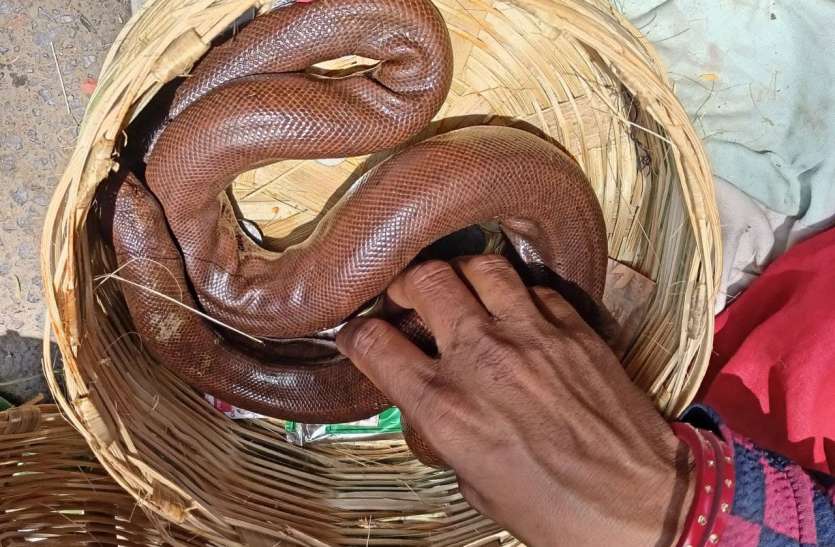 Red Sand Boa Snakes Came To Vidisha S Nag Fair व द श क न ग म ल म आए र ड स ड ब आ स प Patrika News