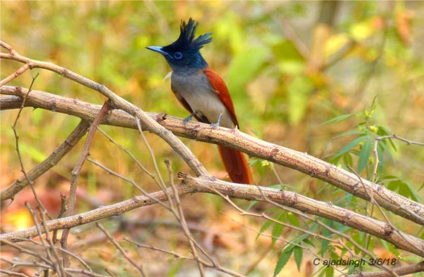 bird1.jpg