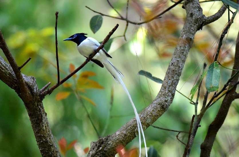 bird.jpg