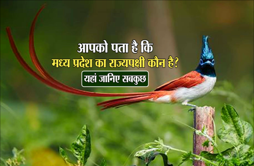 indian_paradise_flycatcher.png Independence Day 2021: बेहद खूबसूरत है मध्यप्रदेश का राज्यपक्षी, जानिए इसके बारे में
