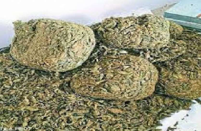 जब्त गांजा मादक पदार्थ बेचने वालो के खिलाफ कटनी पुलिस की बड़ी कार्रवाई