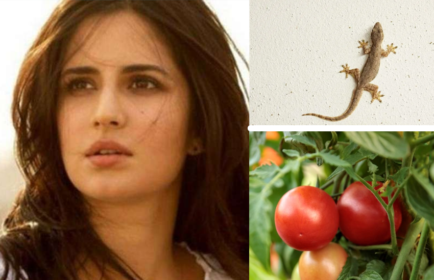 celebs_fobia_katrina_kaif.png