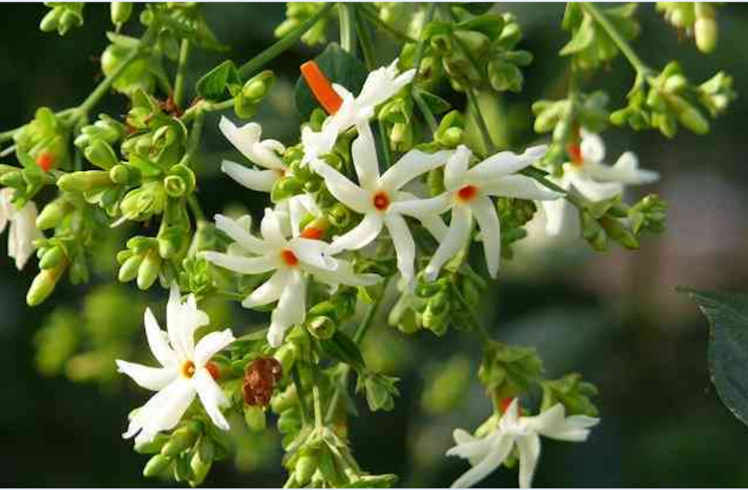 health tips Health Tips: नींद की समस्या से छुटकारा पाने के लिए इस औषधि का करें सेवन
