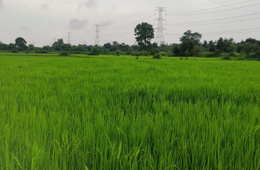 Kharif crop in the fields, lack of urea in the society खेतों में खरीफ की फसल, सोसायटी में यूरिया की कमी