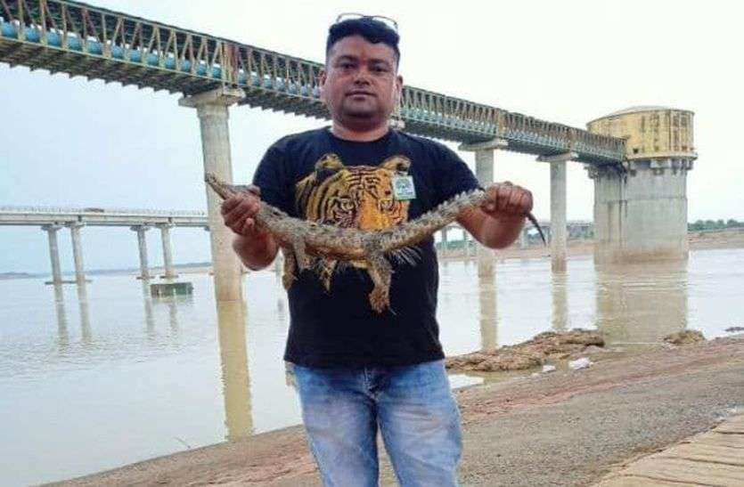 Crocodile entered the village Mahadpura, created a stir गांव महदपुरा में घुसा मगरमच्छ, मचा हडकंप