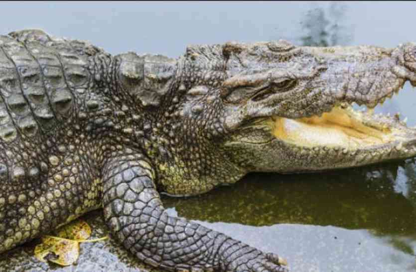 crocodile_2258670_835x547-m.jpg नहर किनारे आराम करते दिखे मगरमच्छ, डरे ग्रामीण