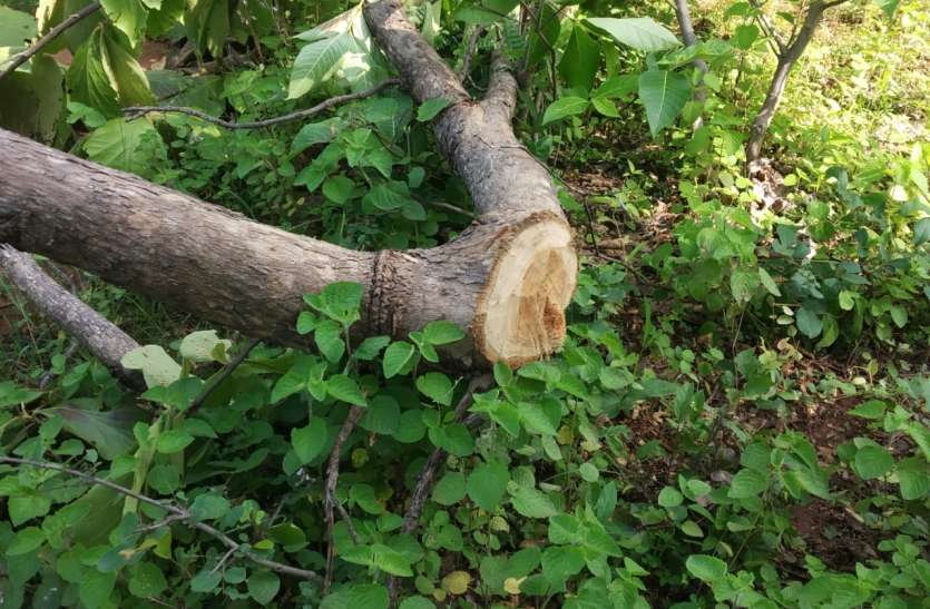 Cutting of teak along with other trees in Taradehi and Tejgarh range तारादेही व तेजगढ़ रेंज में सागौन के साथ अन्य पेड़ों की कटाई
