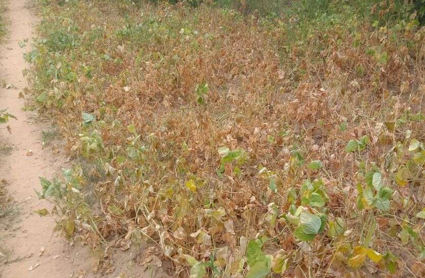 बिना फसल कैसे चुकाएंगे कर्ज बिना फसल कैसे चुकाएंगे कर्ज