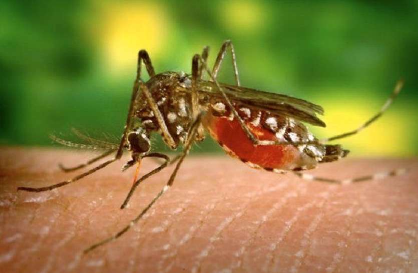 malaria_epidemic.jpg कोलकाता में बढ़ रहा मलेरिया का प्रकोप