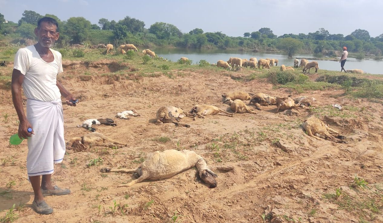 Zarkh attack on cattle ranch, 20 sheep killed