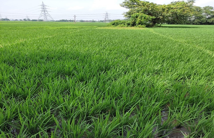 Gujarat Hindi News : बारिश की कमी से सूख रहे हैं हजारों बीघा धान