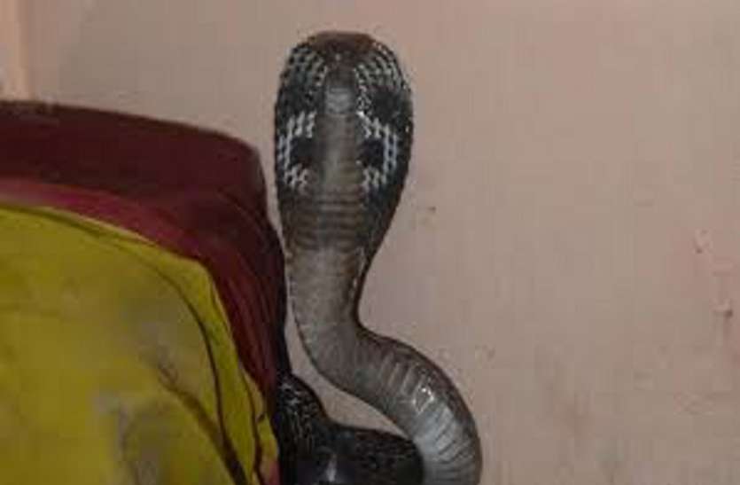 snake bite युवक को सांप ने डसा, परिजन झाड़-फूंक में उलझे, मौत