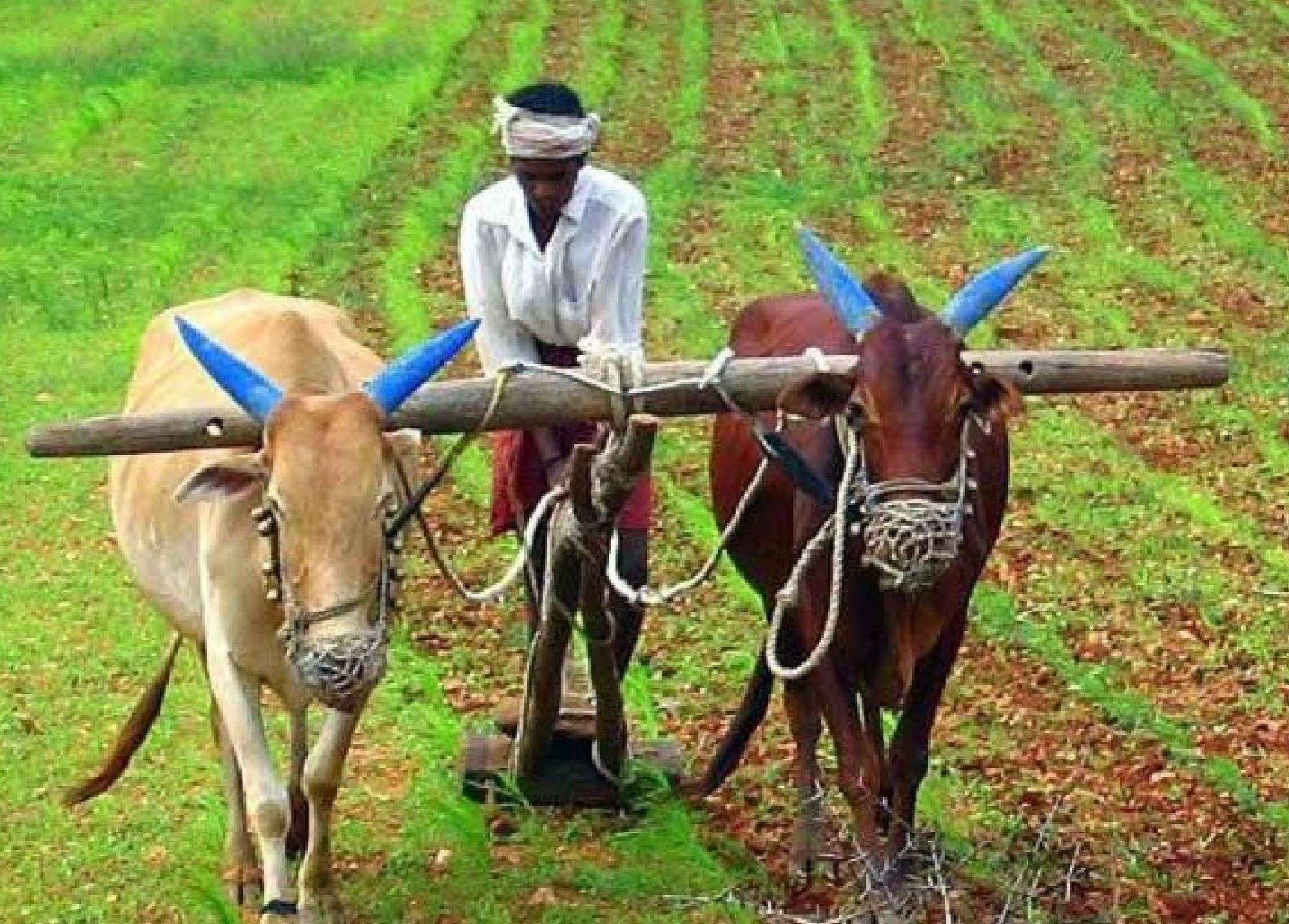 Distributed one crore in honor of farmers, later left ineligible, now officers engaged in recovery