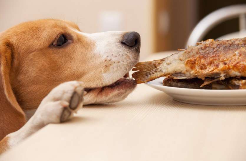 Pet Tummy Troubles Pet Tummy Troubles: अपने पालतू जानवर को कभी ना खिलाएं ये 5 चीजें