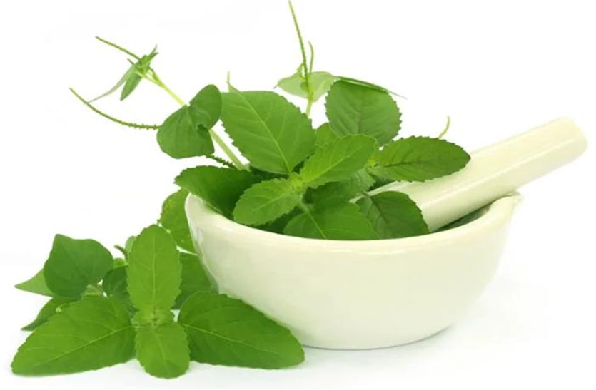 tulsi leaves