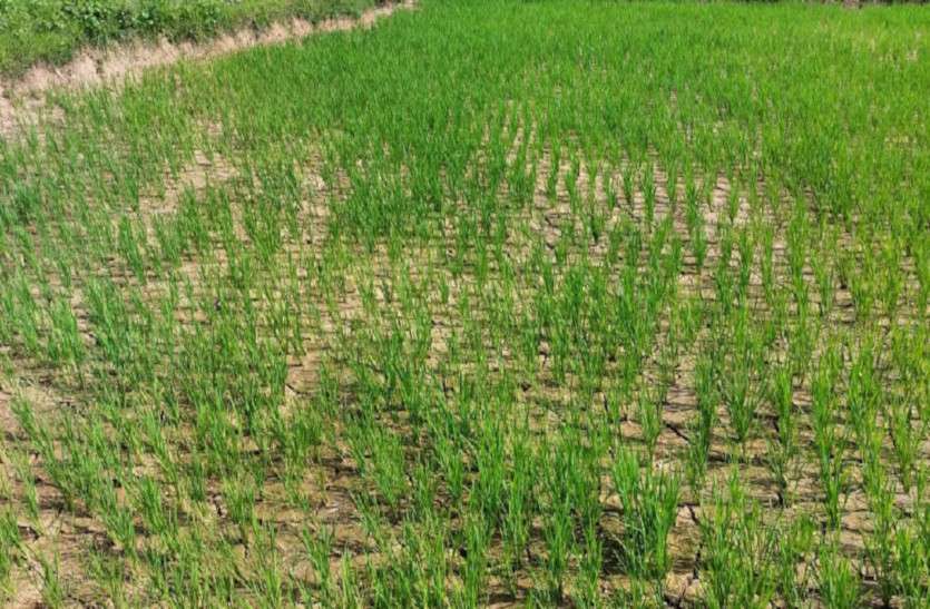 mahasamund_monsoon_news.jpg मानसून की दगाबाजी से किसान बेहाल, दस वर्षों में इस साल सबसे कम हुई बारिश