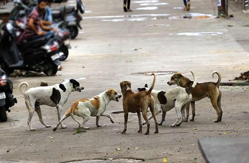 ujjain.jpg क्रूरताः पांच स्ट्रीट डॉग्स के ऊपर डाल दिया एसिड, तड़प-तड़पकर सभी की मौत