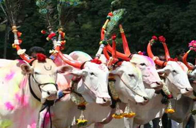 Pola Festival 2021 Pola Parv celebration on 6 September this year | Pola  Festival 2021: इस साल 6 सितंबर को मनाया जाएगा छत्तीसगढ़ का प्रमुख त्योहार  पोला पर्व, जानिए इसका महत्व ...