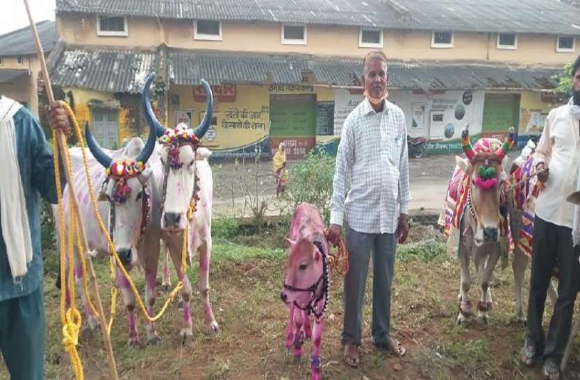 Festival: सज-धजकर इठलाती हुई पहुंची बैल जोडिय़ां, हर्षोल्लास से मना पर्व Festival: सज-धजकर इठलाती हुई पहुंची बैल जोडिय़ां, हर्षोल्लास से मना पर्व