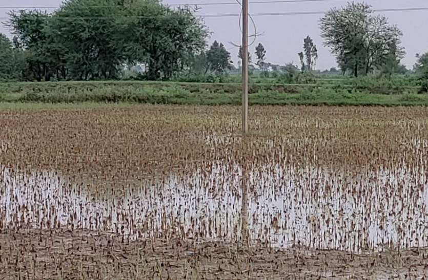 कोटा-बूंदी जिले में 427 पटवार मंडलों में निष्फल बुवाई के तहत मिलेगा मुआवजा कोटा संभाग में 77 हजार से ज्यादा किसानों को मिलेगा बीमा क्लेम