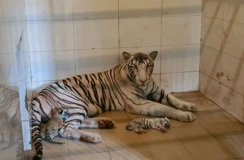 बिना इलाज के 85 प्रतिशत ठीक हुआ नन्हा शावक, अगले हफ्ते तक पूरा स्वस्थ होने की उम्मीद बिना इलाज के 85 प्रतिशत ठीक हुआ नन्हा शावक, अगले हफ्ते तक पूरा स्वस्थ होने की उम्मीद