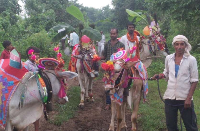 day of pleading of the oxen of the farmers किसानों के हमदम बैलों की मनुहार का दिन
