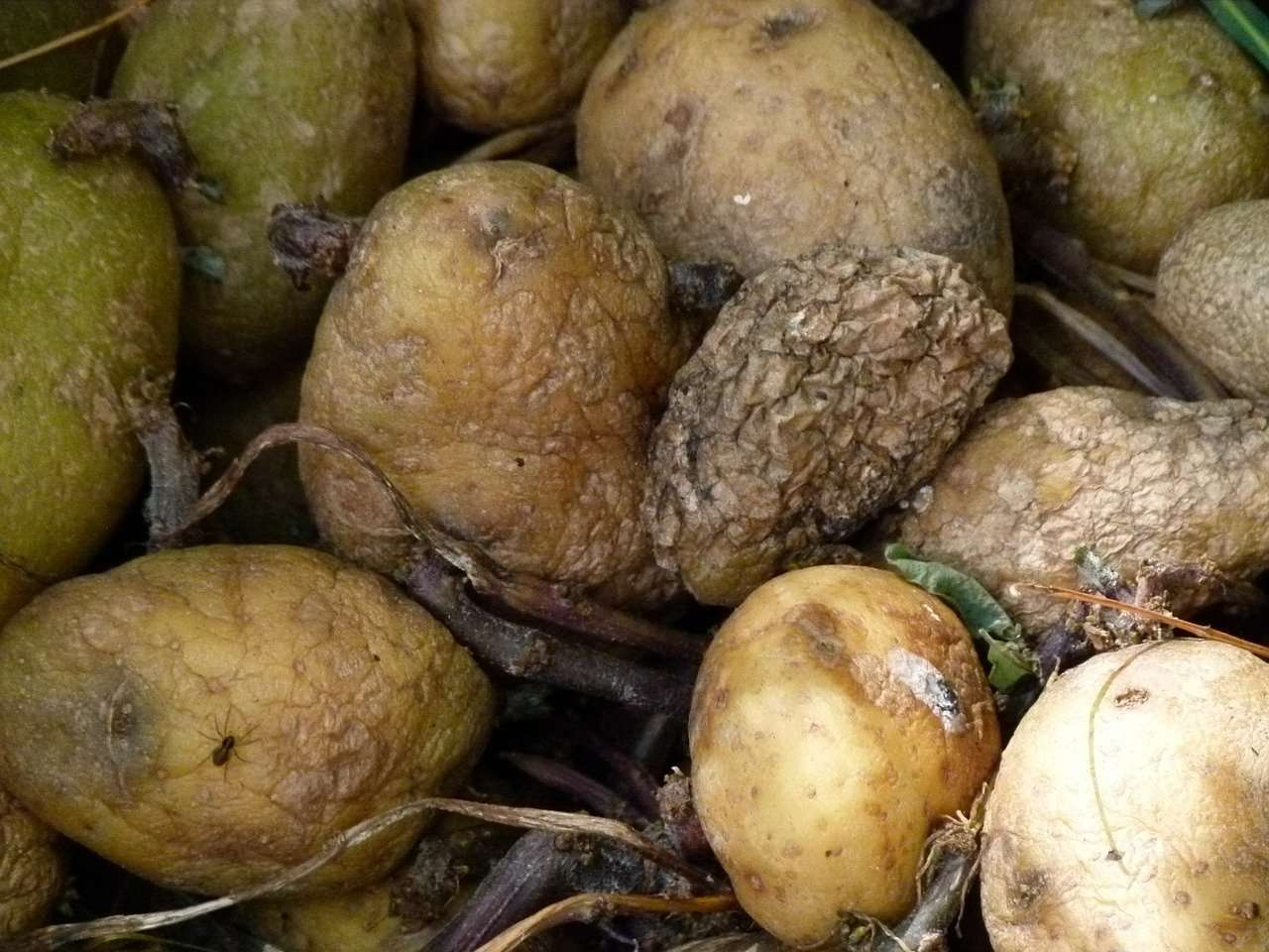 potato.jpg