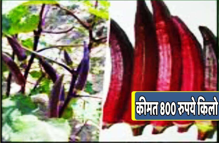 red_ladyfinger.jpg ये भिंडी है खास बिकती है 800 रुपये किलो