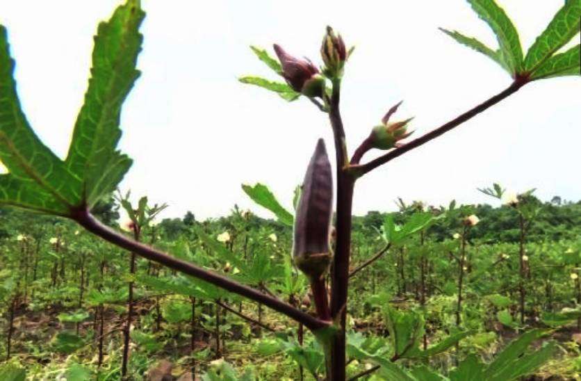 red_ladyfinger_bhopal.jpg