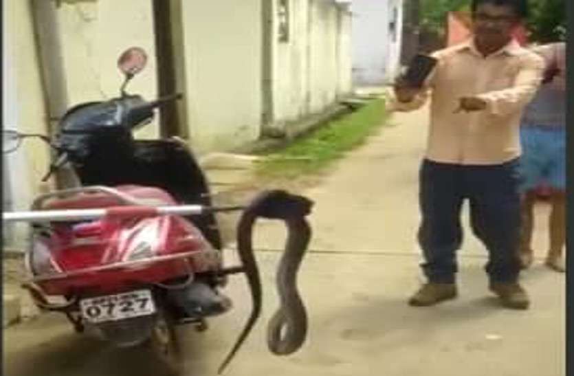 Snake Catching Video Katni Live Video Of Snake Catching Katni खतरनाक कोबरा ने फैलाया फन, थैले में भी फड़फड़ाते रहा, देखिए सांप पकड़ने का Live Video