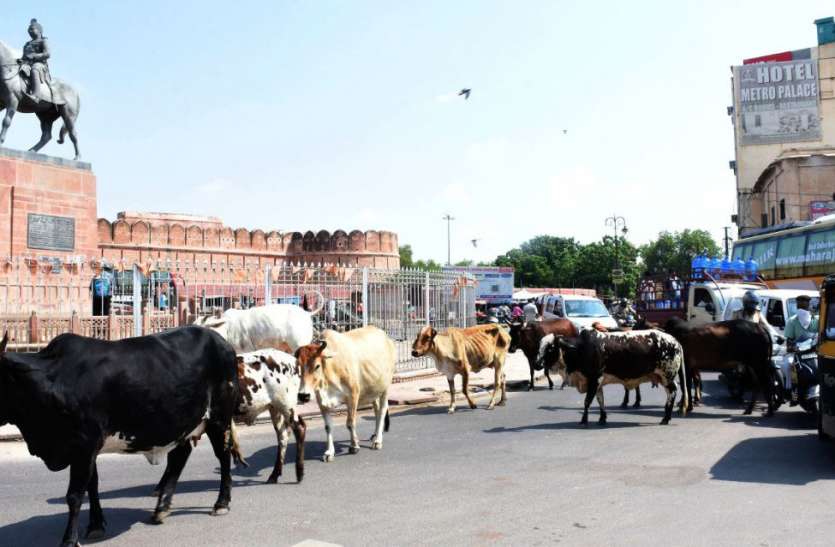 140 बीघा में निगम की गौशाला, 15 हजार पशुओं की क्षमता, एक साल से एक भी पशु नहीं 140 बीघा में निगम की गौशाला, 15 हजार पशुओं की क्षमता, एक साल से एक भी पशु नहीं