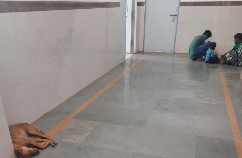 मदर-चाइल्ड हॉस्पिटल, दुर्ग में अव्यवस्था, कुत्ता कर रहा आराम मदर-चाइल्ड हॉस्पिटल, दुर्ग में अव्यवस्था, कुत्ता कर रहा आराम