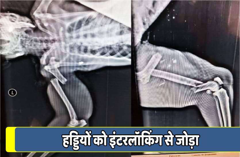 connected_by_interlocking_bones.jpg सफल प्रयोगः बंदरिया की टूटी हड्डियों को इंटरलॉकिंग से जोड़ा