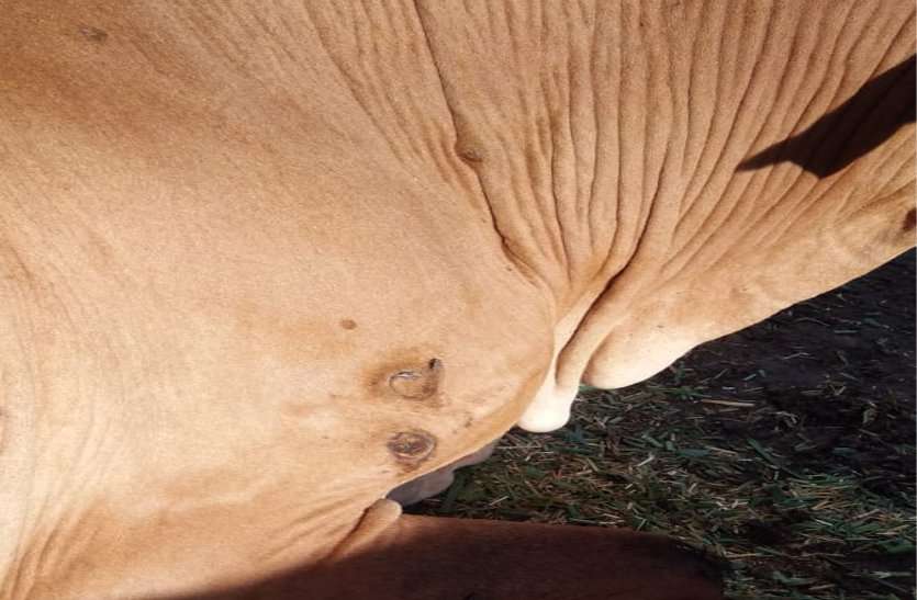 Cattle getting sick as soon as red rash is seen, veterinarians are not paying attention लाल चकत्ते दिखते ही मवेशी हो रही बीमार, पशु चिकित्सक नहीं दे रहे ध्यान