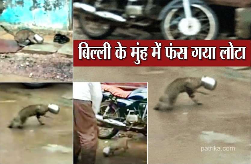 Unique view in Gopalpura दूध पीने बिल्ली आई मुहं में फंस गया लोटा, पूरे गांव में लगा दी दौड़, देखें Video