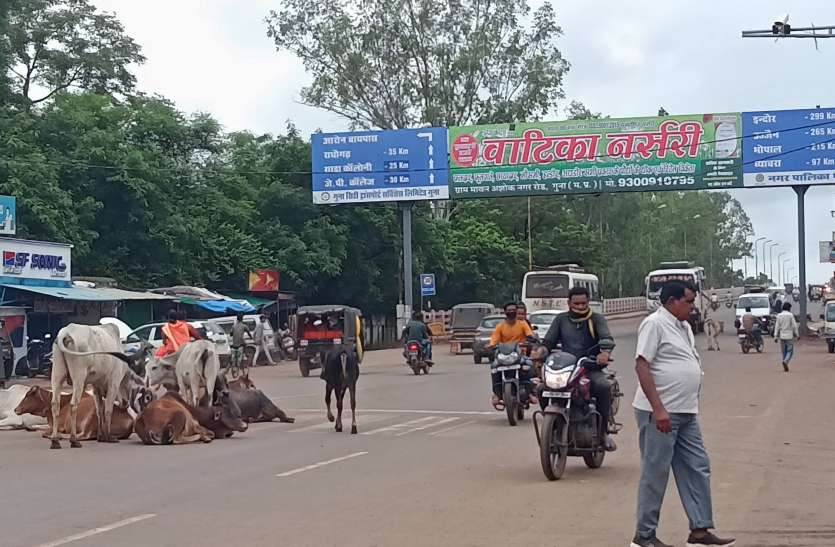 पत्रिका बिग इश्यू : शहर में बढ़ता अतिक्रमण, सड़क पर जानवर, बेतरतीब पार्किंग ने आवागमन किया मुश्किल पत्रिका बिग इश्यू : शहर में बढ़ता अतिक्रमण, सड़क पर जानवर, बेतरतीब पार्किंग ने आवागमन किया मुश्किल