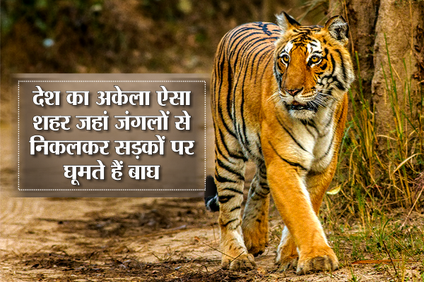 tiger-.png