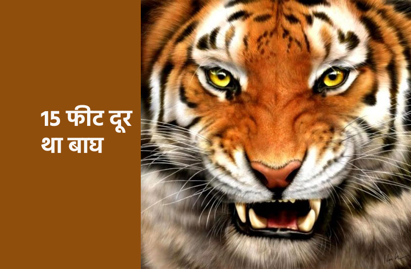 tiger.png टाइगर ने किया शिकार, खींचकर जंगल में ले गया, वीडियो हुआ वायरल