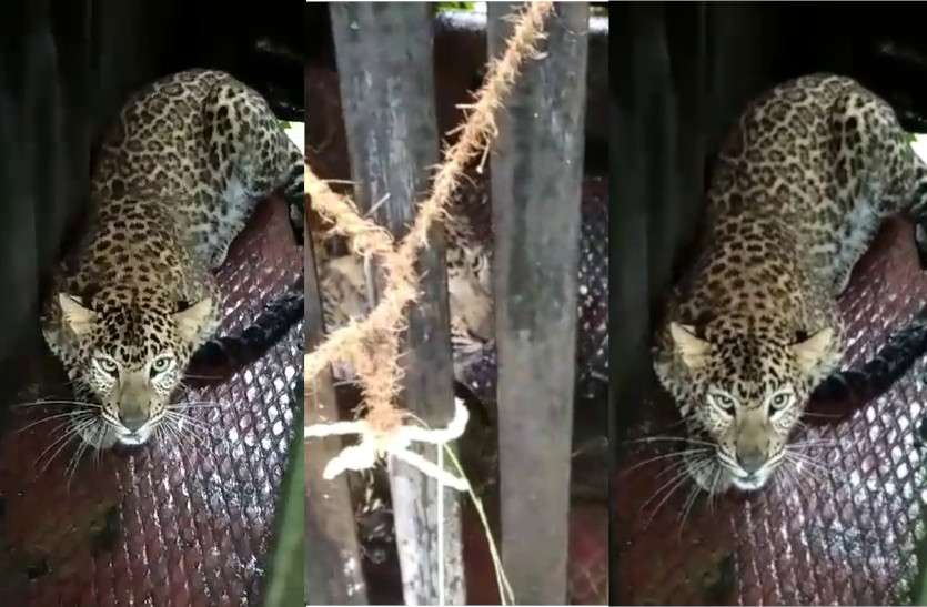 leopard_caught.jpg पिंजरे में कैद हुआ आदमखोर तेंदुआ, 2 लोगों को बना चुका था शिकार, लोगों ने राहत की सांस ली