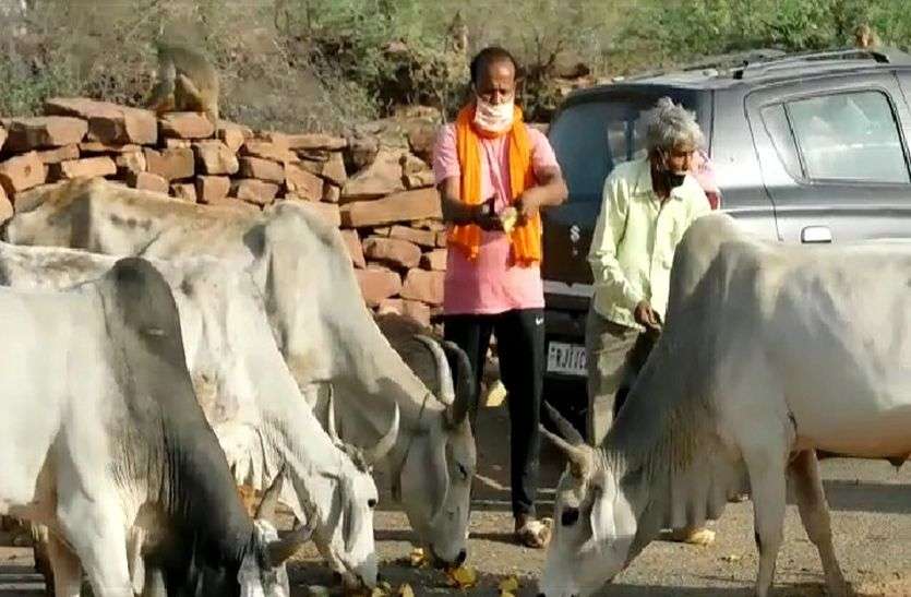 Gau Sewa Sansthan is engaged in the service of the helpless animals बेजुबान पशुओं की सेवा में जुटा है गौ सेवा संस्थान