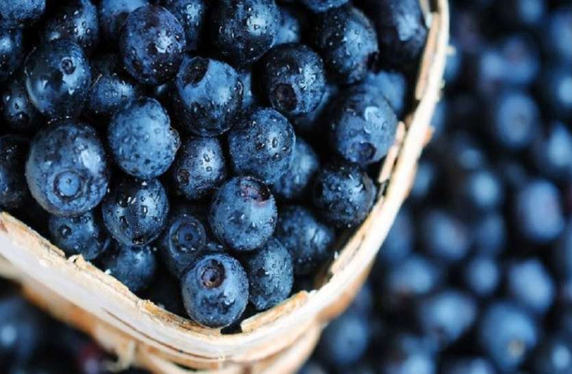 Blueberry Health Benefits Blueberry Health Benefits: जानिए ब्लूबेरी से जुड़े हुए इन कमाल के फायदों के बारे में