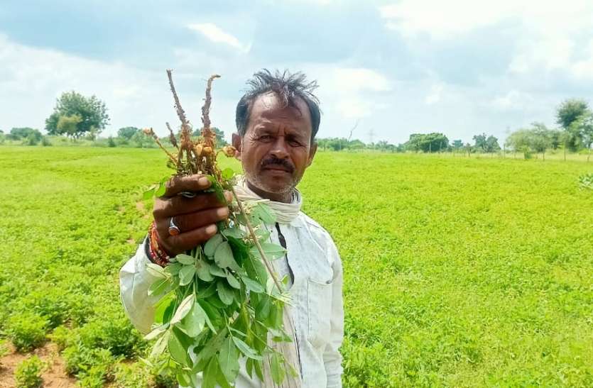 दीमक चट कर रही किसान की मेहनत पानी की कमी से १९ हजार हेक्टेयर में बोई गई मूंगफली पर दीमक का हमला