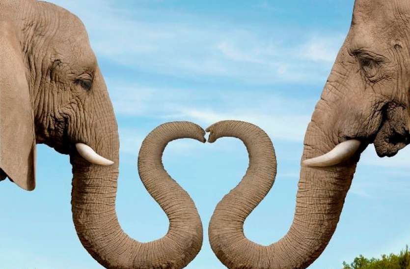 elephant_facts.jpg Elephant Interesting Facts: जानिए विशालकाय प्राणी हाथी से संबंधित कुछ अजब-गजब बातें