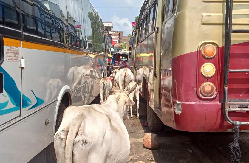 पत्रिका मेगा स्टोरी : तीन साल में करोड़ों का बजट खर्च फिर भी मूलभूत सुविधाओं से महरूम यात्री पत्रिका मेगा स्टोरी : तीन साल में करोड़ों का बजट खर्च फिर भी मूलभूत सुविधाओं से महरूम यात्री